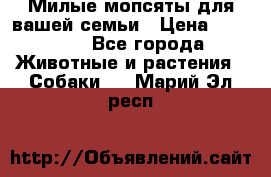 Милые мопсяты для вашей семьи › Цена ­ 20 000 - Все города Животные и растения » Собаки   . Марий Эл респ.